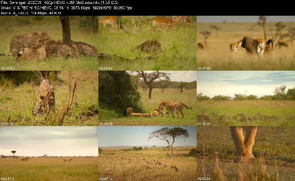 319875649_serengeti-s02e05-1080p-hevc-x265-megusta.jpg