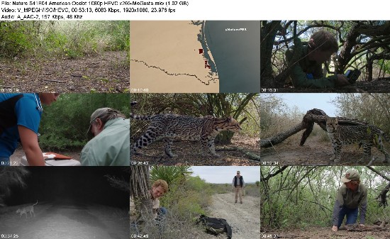 318077218_nature-s41e04-american-ocelot-1080p-hevc-x265-megusta.jpg