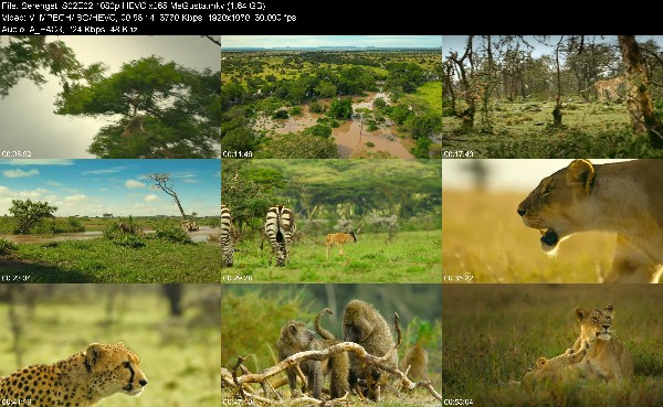 319893787_serengeti-s02e02-1080p-hevc-x265-megusta.jpg