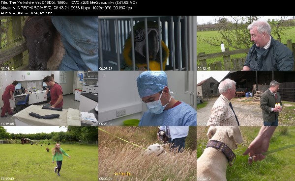 308556835_the-yorkshire-vet-s15e04-1080p-hevc-x265-megusta.jpg
