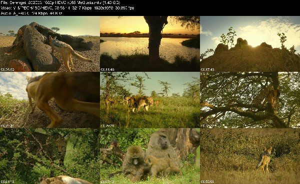 319886946_serengeti-s02e03-1080p-hevc-x265-megusta.jpg