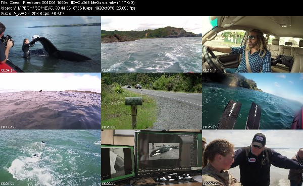 304987960_ocean-predators-s01e01-1080p-hevc-x265-megusta.jpg