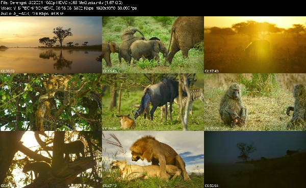 319880176_serengeti-s02e01-1080p-hevc-x265-megusta.jpg