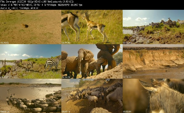 319890200_serengeti-s02e06-1080p-hevc-x265-megusta.jpg